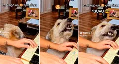 Perro se hace viral al cantar mientras su dueña toca el piano: “Mejor que Bad Bunny”