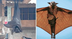 ¿Cuánto mide el zorro volador filipino, considerado el murciélago más grande del mundo?