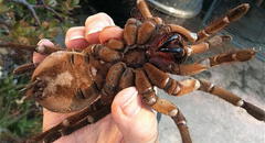 ¿Cuánto mide la tarántula goliat, la araña considerada como la más grande del mundo?