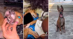 Perrito callejero es rescatado y ahora tiene una mejor vida: “Ellos no merecen sufrir”