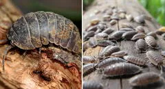 ¿Por qué no debes matar a los chanchitos de tierra que ves en tu casa y cuál es su nombre real?