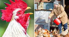 El trágico caso de una adulta mayor asesinada por su gallo: fue hallada desangrada