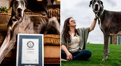 ¿Cuánto mide el perro más grande del mundo y en qué país se encuentra?