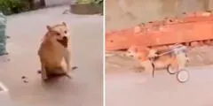 Perrito con discapacidad recibe su silla de ruedas y conmueve a usuarios: “Es muy feliz”