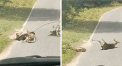 ¡Sorprendente! Persona salva a un ciervo de ser devorado por una serpiente y es viral en redes sociales