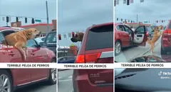 Perro se arroja por la ventana de su auto y busca 'mecha' a otro can: "La pelea del siglo"
