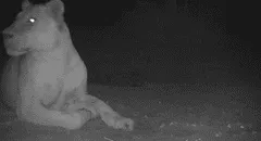 León que se creía extinto fue visto en un parque nacional de Chad luego de 20 años