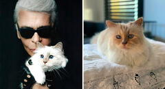 Conoce más sobre Choupette, la gata de Karl Lagerfeld que acompañó al diseñador en sus últimos años de vida