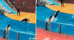 Lobo marino se niega a saludar con un beso a una participante durante su show: “La dejó ilusionada”