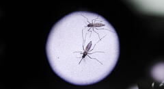 Dengue avanza y pone en alerta a autoridades del norte