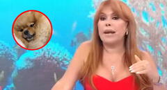 Magaly contrata 2 internistas para cuidar a su perrita Chanel tras cesárea: "No quiero que sufra"