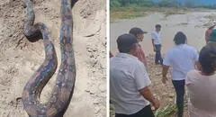 Lambayeque: serpiente de más de 2 metros merodea entre viviendas y asusta a pobladores