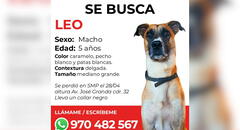 Familia pide ayuda para encontrar a su mascota perdida en San Martín de Porres