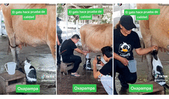 Enseñaba a jóvenes a ordeñar una vaca y un gatito quiso hacer “control de calidad” de la leche