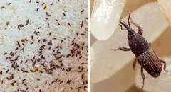 ¿Por qué aparecen gorgojos en el arroz y cómo puedo eliminarlos?