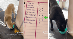 Mujer pasa lista a los perritos callejeros que se acercan a comer en su negocio: “¡Qué buen corazón!”