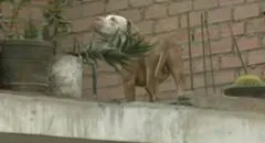 SJL: perro pitbull que habría sido abandonado causa pánico entre vecinos
