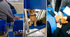 Joven lleva a su gatito a clases y enternece en redes: "El más inteligente del salón"