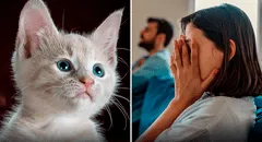 Le pidió el divorcio a su esposo por regalar a su gato sin su permiso mientras estaba de viaje