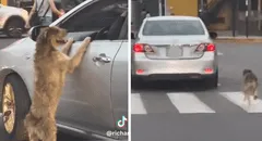 Perrito persigue a un taxi desesperadamente y es viral en redes sociales