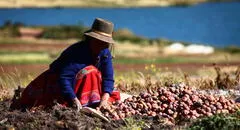Midagri aprueba financiamiento para el comercio de productos agrícolas con créditos de hasta S/40.000