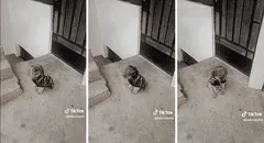 Perrito ‘salsero’ impresiona con sus singulares movimientos: ”Tiene ritmo”