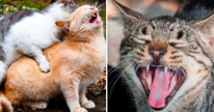 ¿Por qué motivo las gatas hacen demasiado ruido al momento de aparearse?