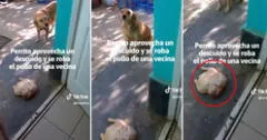 Perrita robó un pollo entero a su vecino y lo llevó a su casa para el almuerzo: "Uno así, por favor"
