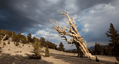 El misterioso árbol más antiguo del mundo y sus secretos para seguir vivo tras 4.600 años