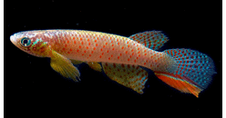 Descubren un misterioso pez que sobrevive fuera del agua