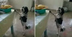 Estaba a punto de comerse un pollo y al ser descubierto sonríe: “El perrito lo estaba cuidando”