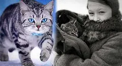 La historia de Vaska, el gato que cazaba para alimentar a sus dueñas en plena invasión nazi