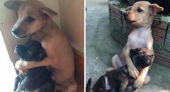 Dos cachorros asustados no dejan de abrazarse tras ser rescatados