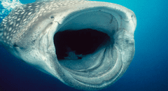 Captan por primera vez a un tiburón ballena comiendo en el fondo del mar