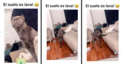 Perro juega al piso es lava y emociona a todos en TikTok: "Ya perdiste, Firulais"