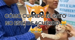 Gatito tiene inusual reacción cuando revelan que el perro es más tranquilo: “Qué ternura”