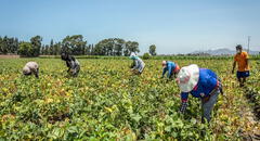 Sector agropecuario crecería solo 0,4% en 2023