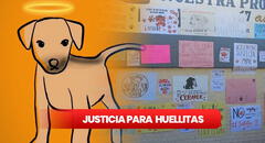 Justicia para Huellitas: esto se sabe del caso del perrito torturado por una estudiante en Puebla