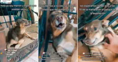 Patatón 2023: perrito ‘invita’ a la donación de comida para animales rescatados y conmueve a miles