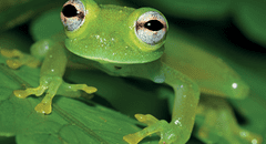 Hallan una nueva especie de rana de cristal en Perú