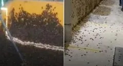 ¿Por qué se reporta una plaga de grillos en Piura y Lambayeque? Esto dicen los especialistas
