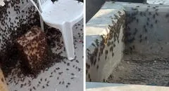 Plaga de grillos invade casas y establecimientos en Lambayeque