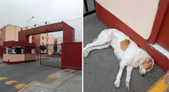 Chorrillos: piden ayuda para adoptar a perrito abandonado desde hace 3 días