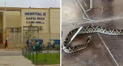 Mujer lucha por su vida tras ser atacada por una serpiente en Piura