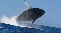 ¿Cuándo inicia la mejor temporada para ver ballenas jorobadas en Piura y Tumbes?