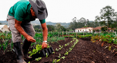 Japón usa fertilizantes fabricados con heces humanas ante precios altos por guerra de Ucrania