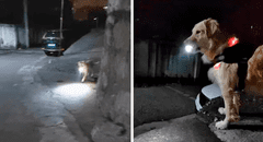 Perrito espera con una linterna a su dueña para guiarla a casa por las noches: “Ilumina su camino”