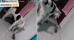 Escandaloso lorito pide ayuda a su dueña ante presencia de un perro: "Me está mordiendo"