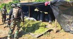 La Libertad: decomisan 6 toneladas de marihuana y destruyen 481.000 plantaciones de cannabis