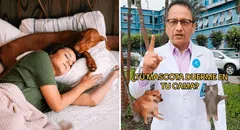 ¿Duermes con tu perro en la cama? Doctor de EsSalud explica las consecuencias
